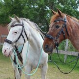 Bitloze hoofdstellen