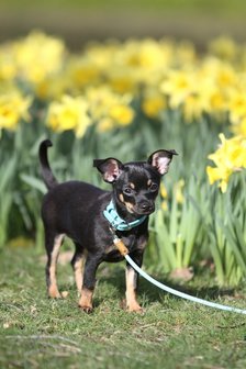 Puppylijn