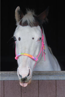 Ropehalter &#039;Sweet Rainbow&#039;