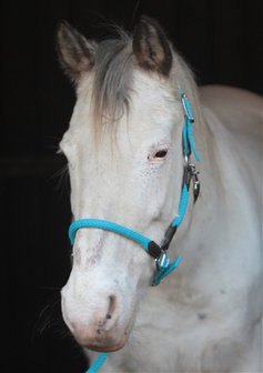 Horse Charms Halster &#039;Original Turquoise&#039; 