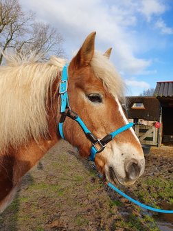 Horse Charms Halster &#039;Original Turquoise&#039; 