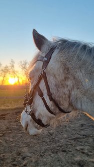 Horse Charms Bitloos Hoofdstel 'Indy' 