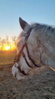 Horse Charms Bitloos Hoofdstel &#039;Indy&#039; 