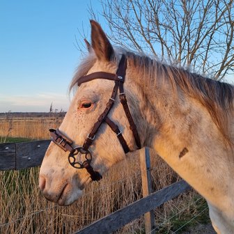 Horse Charms Bitless Bridle &#039;Indy&#039; 