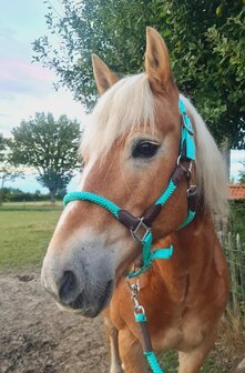 Horse Charms Halter &#039;Amazing Mint&#039; 