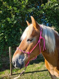 Horse Charms Ropehalter Deluxe &#039;Sweet Pink&#039;