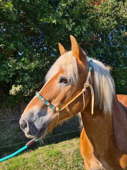 Horse Charms Touwhalster Deluxe &#039;Classic Champagne&#039;