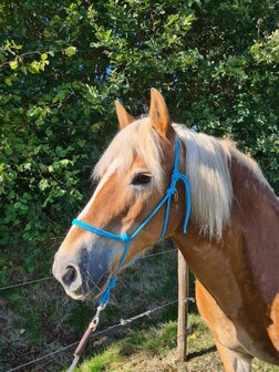 Horse Charms Ropehalter Basic &#039;Original Turquoise&#039;