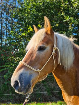 Horse Charms Touwhalster Basic &#039;Classic Champagne&#039;