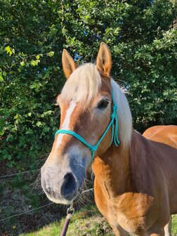 Horse Charms Touwhalster Basic &#039;Amazing Mint&#039;