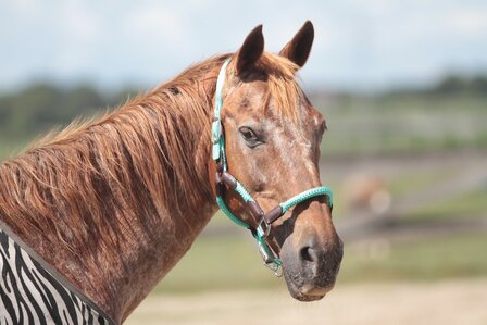 Horse Charms Halter &#039;Amazing Mint&#039; 