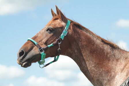 Horse Charms Halter &#039;Amazing Mint&#039; 