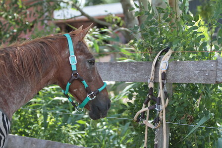 Horse Charms Halter &#039;Amazing Mint&#039; 