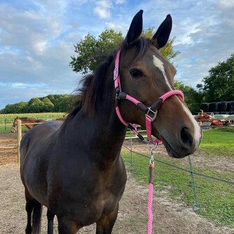 Horse Charms Halster &#039;Sweet Pink&#039; 