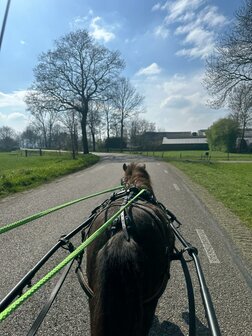 Driving Reins basic with finishing