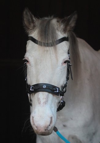 Horse Charms Bitless Bridle 'Bo' 