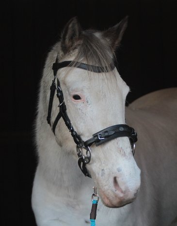 Horse Charms Bitless Bridle 'Bo' 