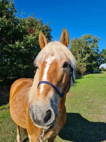 Horse Charms Touwhalster Basic 'Magnificent Blue'