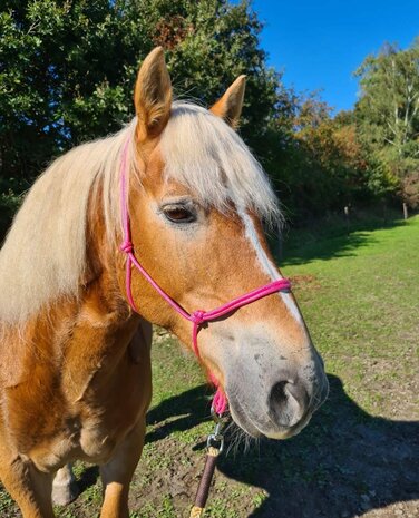 Horse Charms Touwhalster Basic 'Sweet Pink'