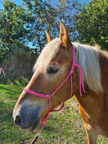 Horse Charms Touwhalster Basic 'Sweet Pink'