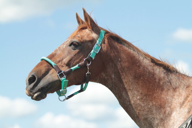 Horse Charms Halter 'Amazing Mint' 