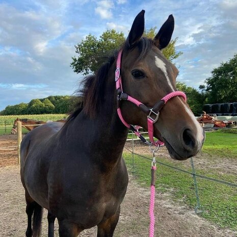 Horse Charms Halster 'Sweet Pink' 