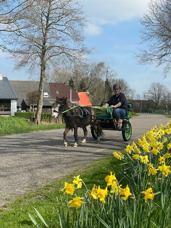 Driving Reins basic with finishing